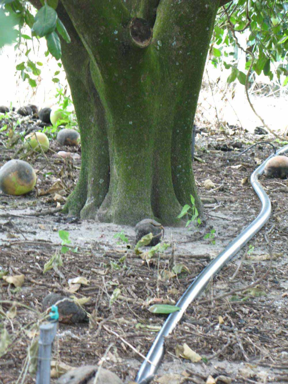            Bark (Winter Haven, FL)      